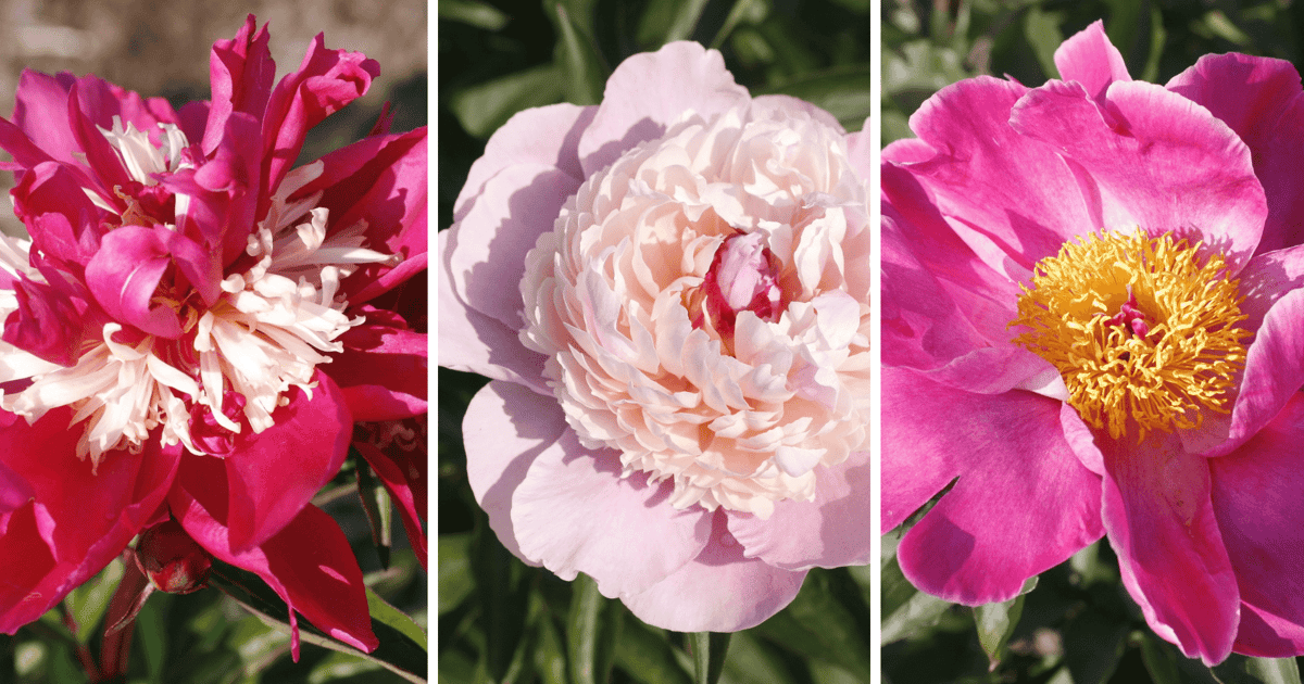 Tak piękne, iż zapierają dech! Arboretum Wojsławice zaprasza w niedzielę na Święto Piwonii