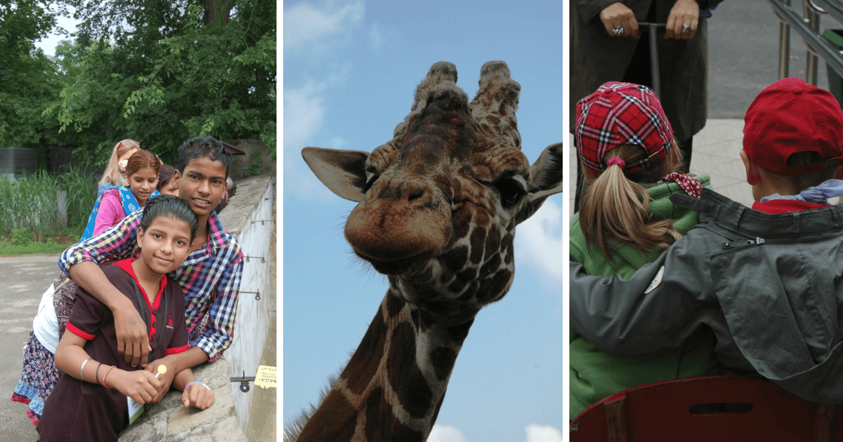 Macie stare zdjęcia z wrocławskiego zoo? Podzielcie się nimi!