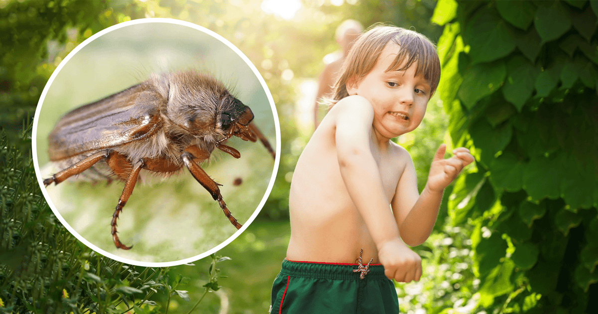Duży, niezdarny i w tym roku spóźniony. Czy guniak czerwczyk jest groźny?
