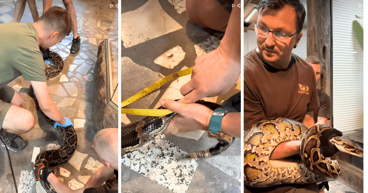 Ile osób trzeba, żeby zmierzyć węża dusiciela? ZOO Wrocław pokazało film