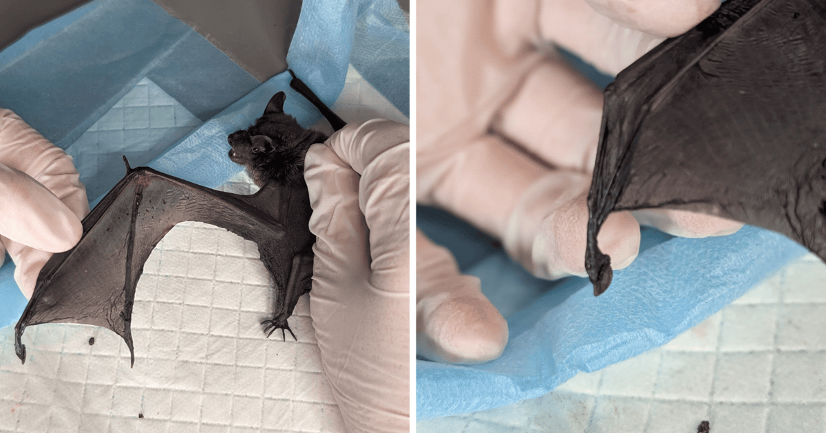 Ekostraż: Uważajcie, lepy na owady zabijają ptaki i ssaki!