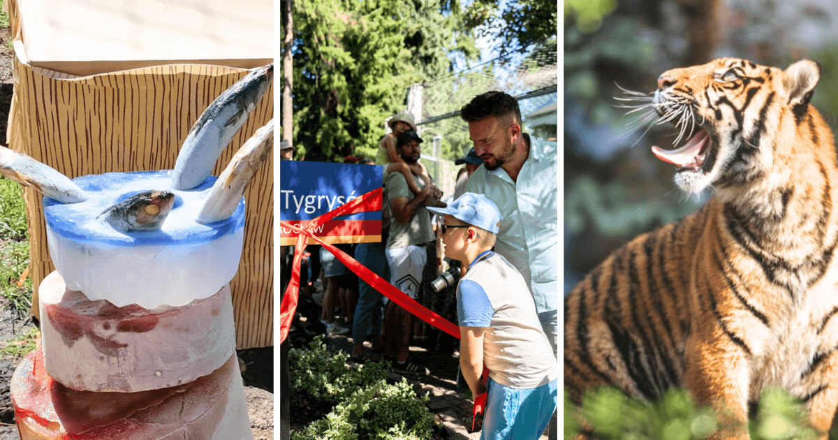 Skwer Czterech Tygrysów i niespodzianki. Urodziny czworaczków z ZOO Wrocław