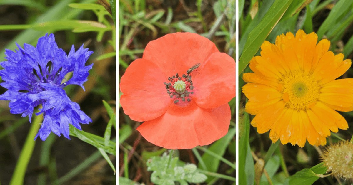 Chabry, maki, nagietki… Co rośnie na łące kwietnej przy Lechitów