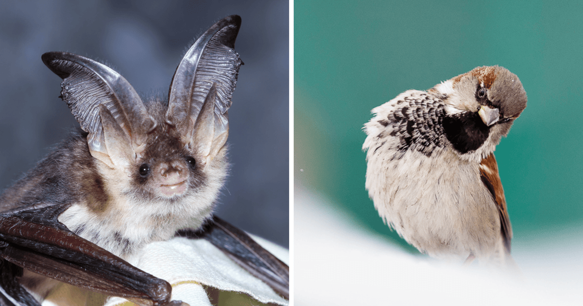 Jak zrobić remont przyjazny ptakom i nietoperzom? Rusza kampania „Zróbmy miejsce dla wszystkich”