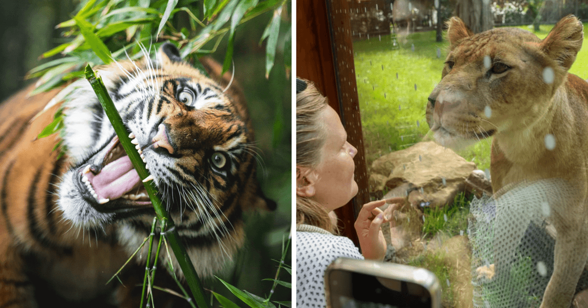 Dziś Światowy Dzień Tygrysa. Dzikie koty z wrocławskiego zoo znów świętują
