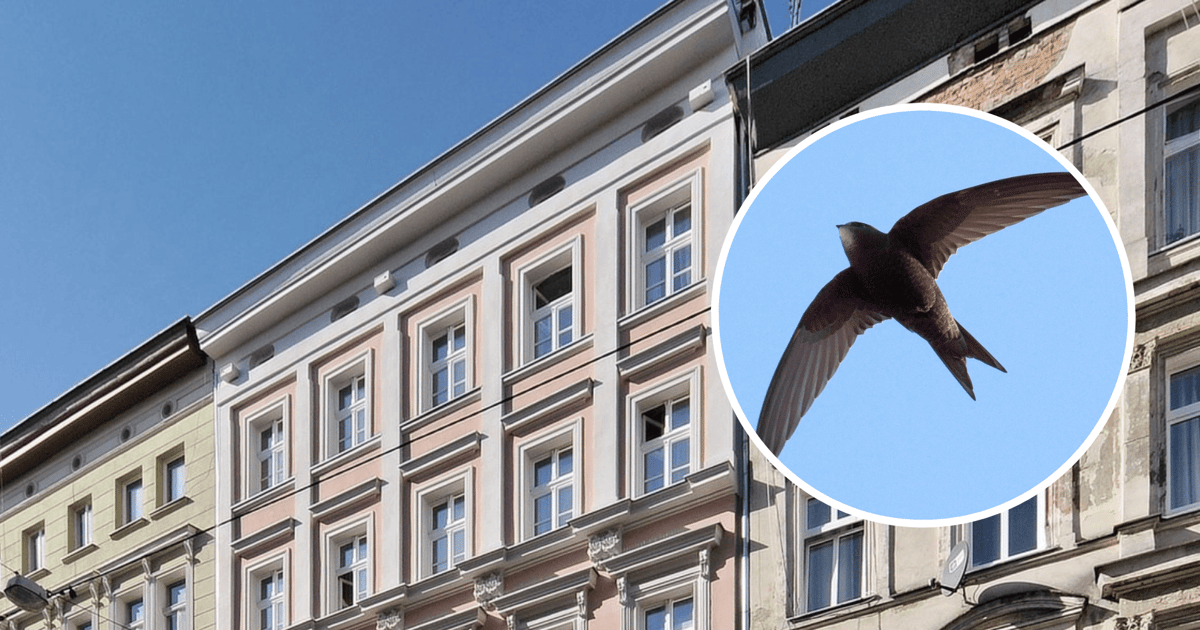 Jak Wrocław dba o swoich latających mieszkańców? O ochronie ptaków i nietoperzy