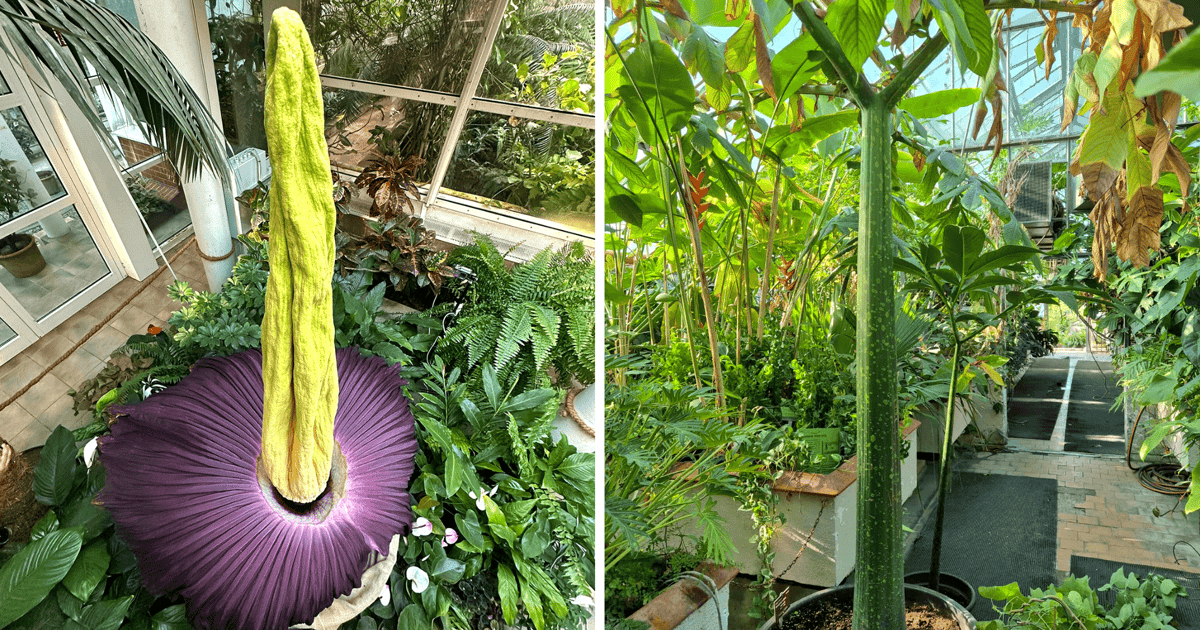 Dziwidło zakwitło i jest gwiazdą w Warszawie. We Wrocławiu też rośnie