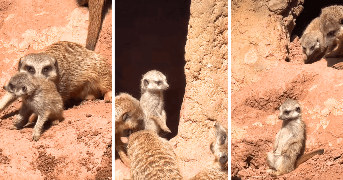 Poznaj młode surykatki z wrocławskiego ZOO| FILM, ZDJĘCIA