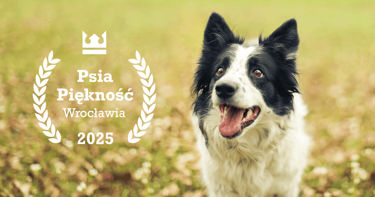 Psia Piękność Wrocławia 2025. Wybieramy najpiękniejszego pieska [GŁOSOWANIE]