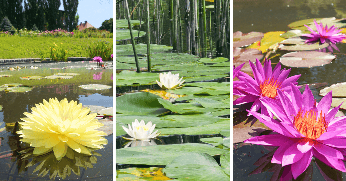 Nenufary są teraz najpiękniejsze. Gdzie można je podziwiać we Wrocławiu? | GALERIA