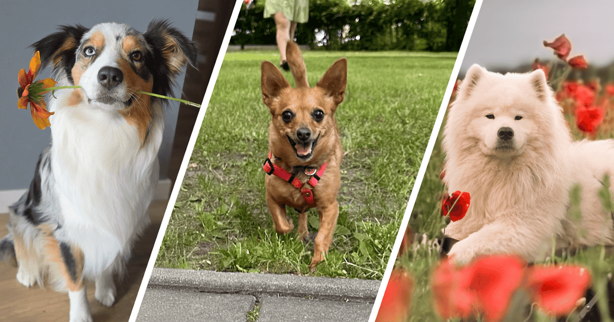 Psia Piękność Wrocławia 2025. Oto najpiękniejsze pieski we Wrocławiu [WYNIKI]