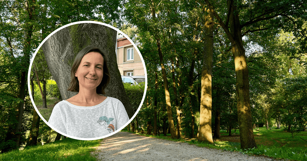 Najcenniejsze z cennych: drzewa-pomniki przyrody