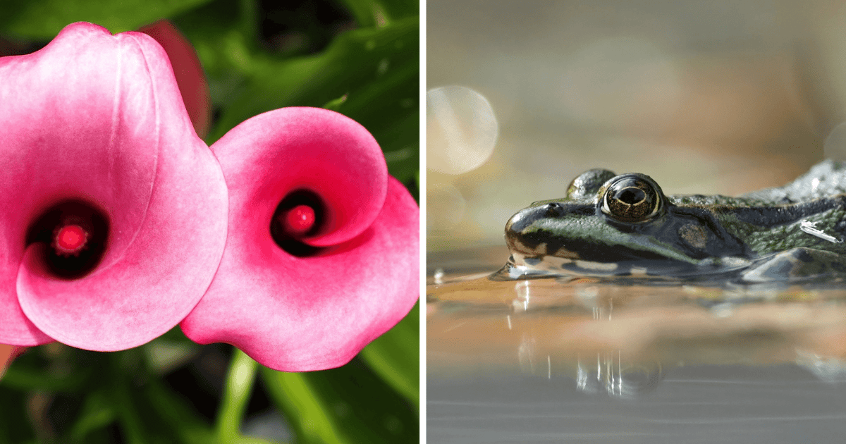 Koniec wakacji? W Ogrodzie Botanicznym lato trwa w najlepsze. Zdjęcia Jolanty Szabli