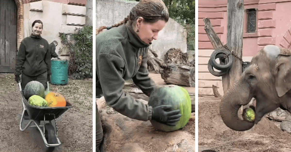 Zobacz, jak sędziwe słonice z wrocławskiego zoo cieszą się dyniami | FILM