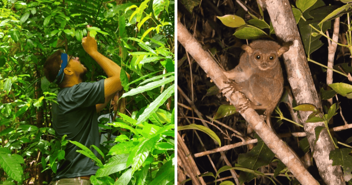Liczyli wyraki i lotokoty w dżungli, a dziś o tym opowiedzą w zoo | ZDJĘCIA