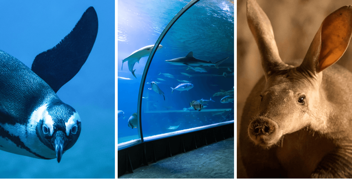 Wrocławskie Afrykarium zaprasza na 11. urodziny. Jakie atrakcje przygotowało?