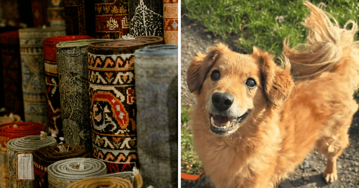 Macie stare dywany? Podarujcie je psom z wrocławskiego schroniska