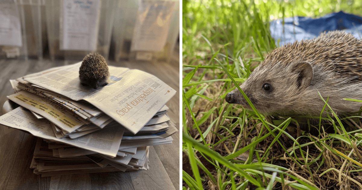 Macie stare gazety? Podarujcie je… jeżom