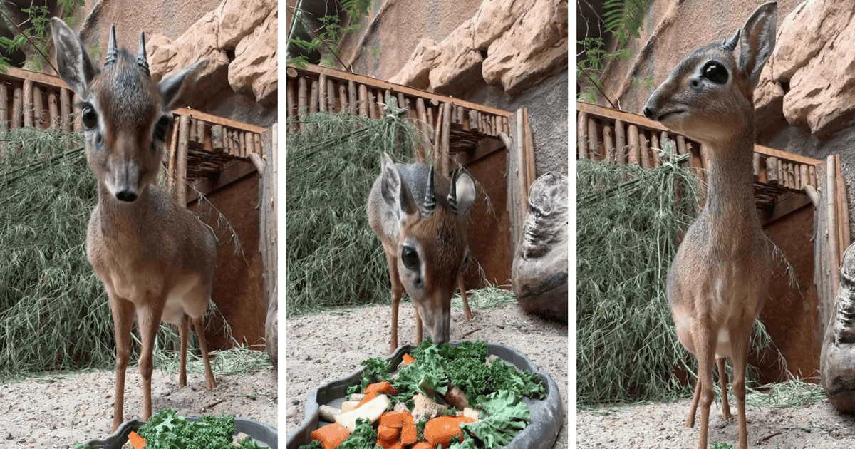 Mały, ale z temperamentem. Poznajcie naszego nowego dikdika | FILM