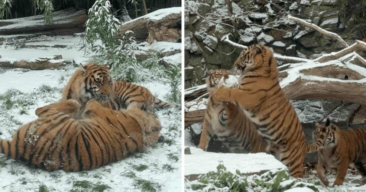 Tygrysy sumatrzańskie z wrocławskiego zoo lubią śnieg | FILM