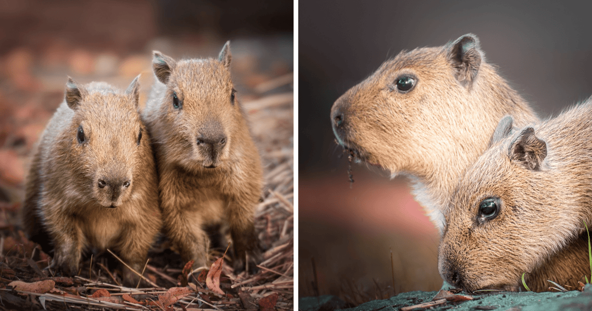 Dwie malutkie kapibary czekają na imiona. Pomożecie? | ZDJĘCIA, FILM