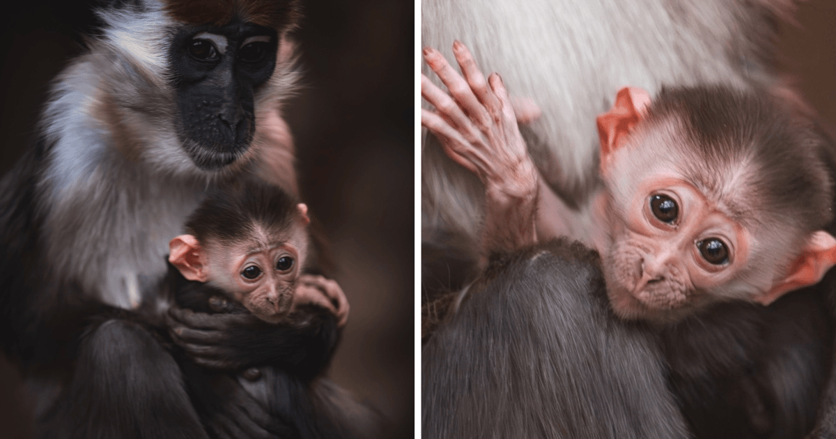 Sama słodycz! Poznajcie dziecko Mimy i Zgredka, maleńką mangabę