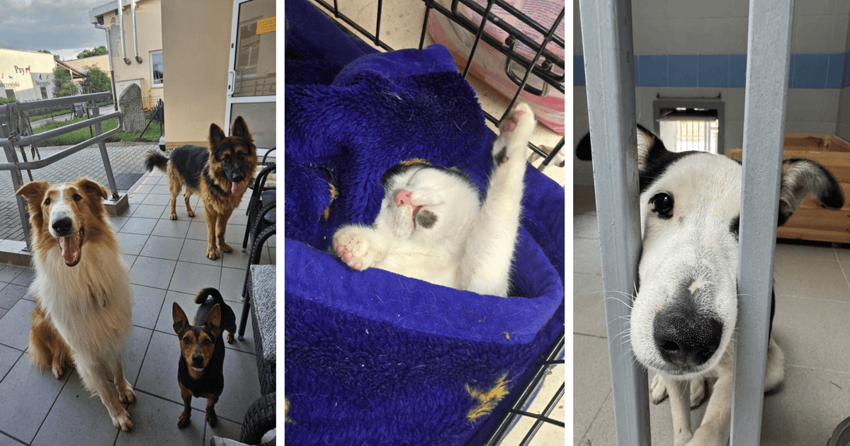 „To był szalony rok” w Schronisku dla Bezdomnych Zwierząt we Wrocławiu