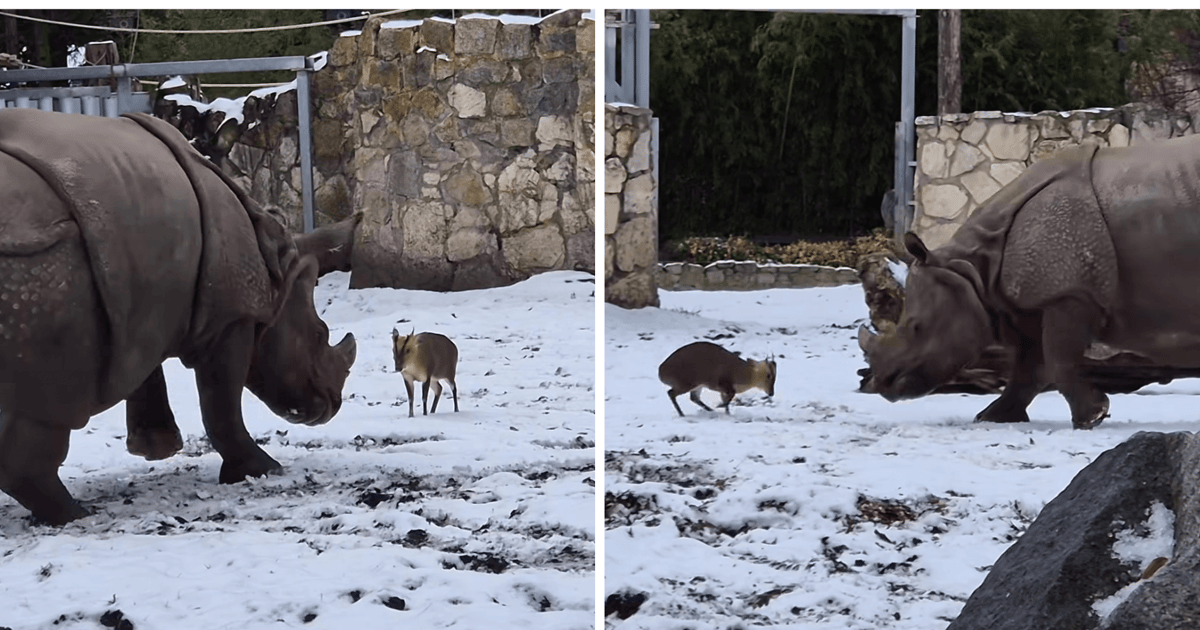 Mały, ale byk! Niewiarygodna szarża mundżaka chińskiego na nosorożca we wrocławskim zoo | FILM