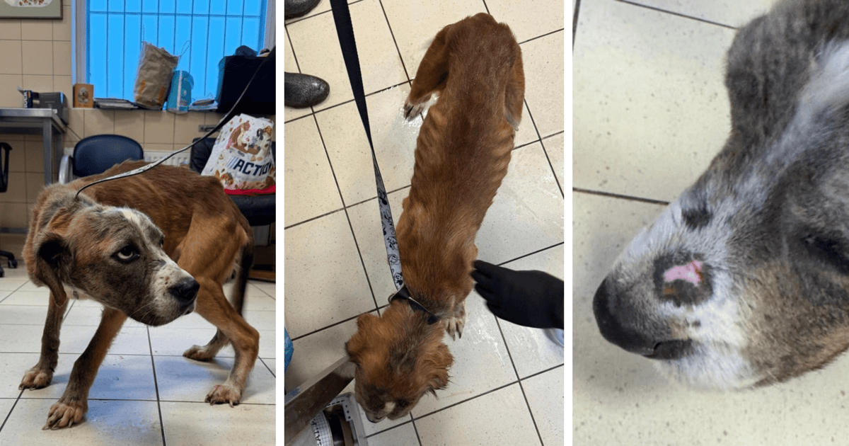 Pamiętacie sprawę 9 psów odebranych z Rakowca? Sprawa ma koszmarny ciąg dalszy