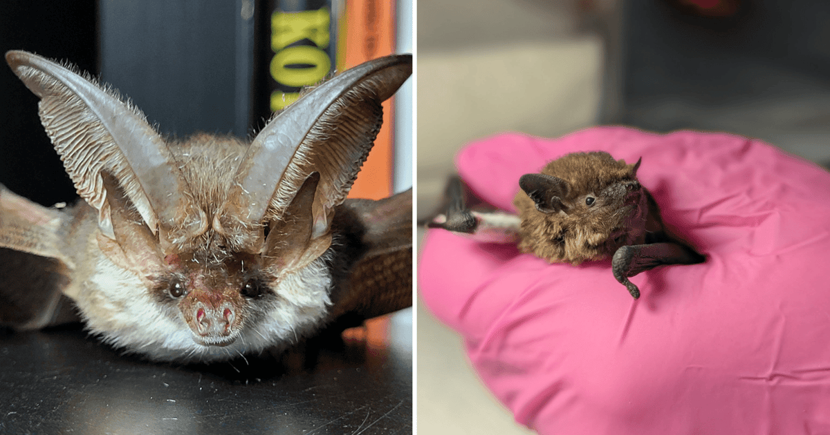 Gacek miał szczęście, karliki nie. Jak pomóc wybudzonym nietoperzom?