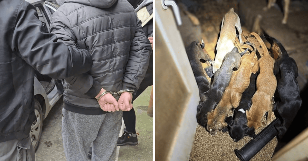 Podejrzani już z zarzutami. Ile im grozi za znęcanie się nad psami? | FILM