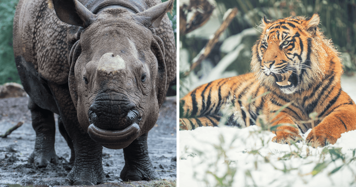 ZOO Wrocław: kawaler dla Marusi, nowe domy dla tygrysów