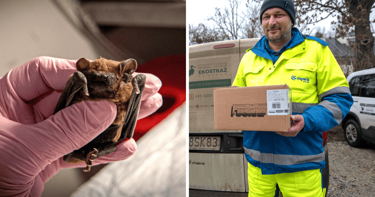 Kropelka jest już bezpieczna. Pracownicy MPWiK uratowali nietoperza