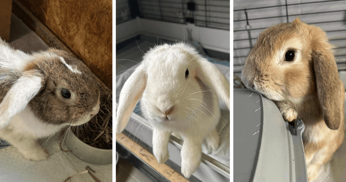 Adoptuj królika! Filifionka, Szymuś i inni czekają na nowy dom