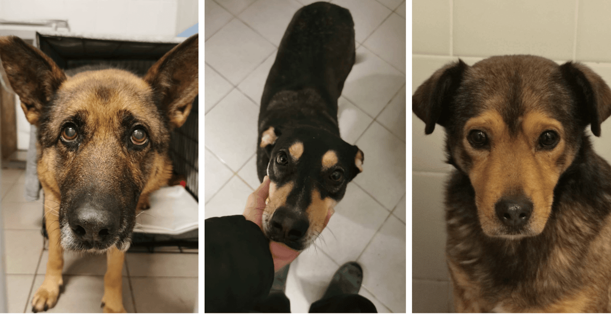 10 psów z Sobolewa dochodzi do siebie we Wrocławiu