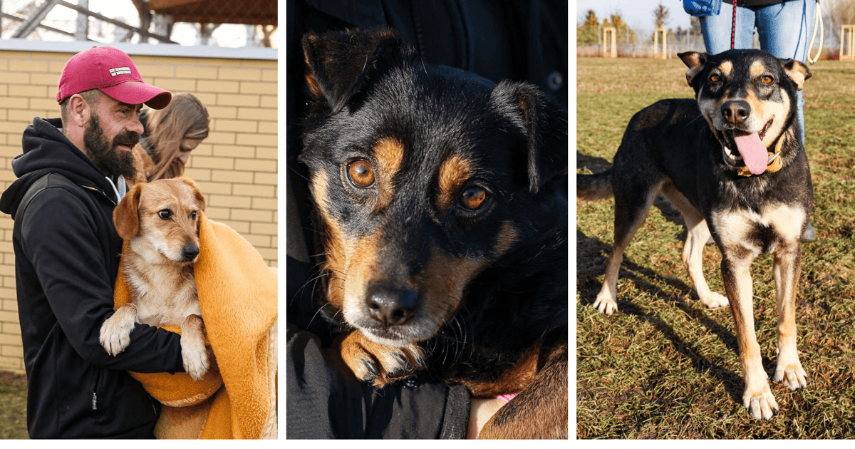 Oto 10 psów z interwencji w Sobolewie. Może ktoś je rozpozna?