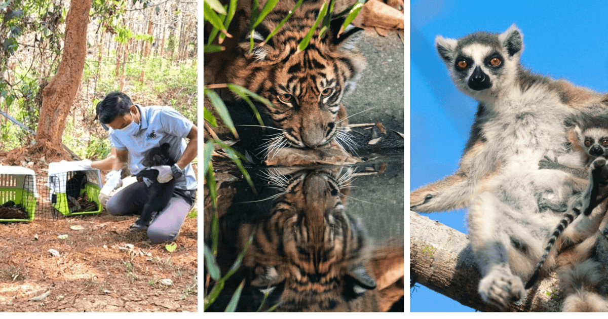 Ponad 1 milion zł dla zwierząt zagrożonych wyginięciem. Rekordowa kwota zebrana przez wrocławskie zoo i DODO