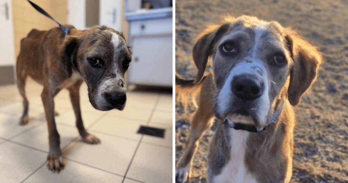 Przeżył piekło, teraz szuka domu. Oto Mario, pies z interwencji na Rakowcu