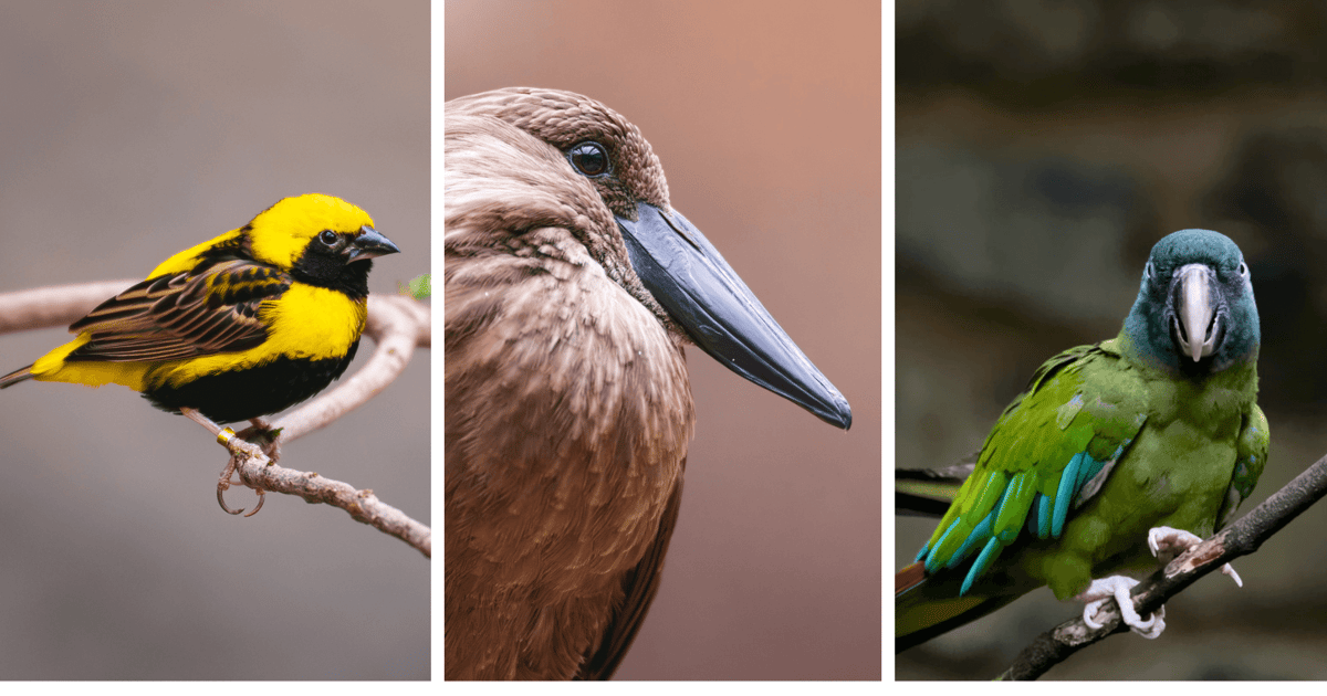 ZOO: „Niektóre ptaki patrzą na siebie z zainteresowaniem, inne nieco spode łba”