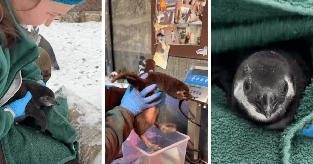 ZOO Wrocław: mamy pingwini baby boom! | FILM