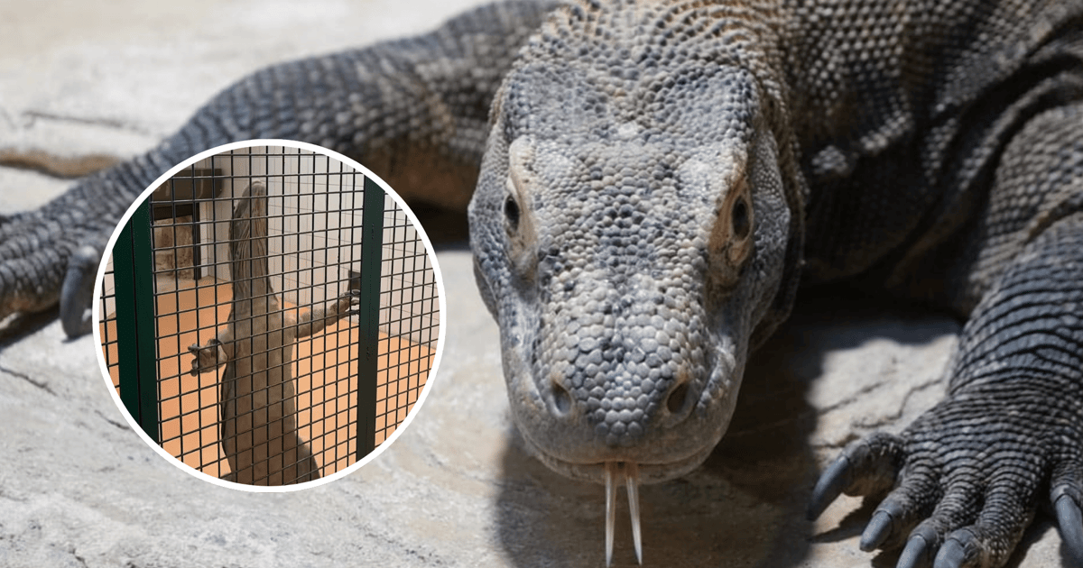 Wejście smoka! Tak, jak trenuje Flores, największa jaszczurka świata