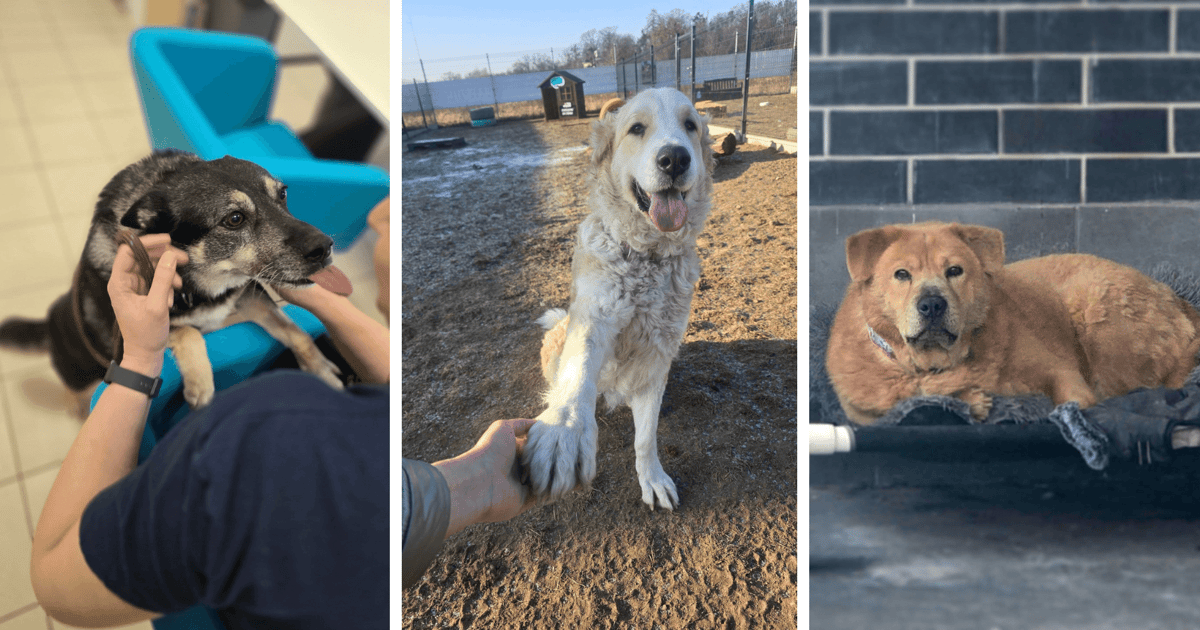 Wrocławskie schronisko szuka wolontariuszy do wyprowadzania psów na spacer