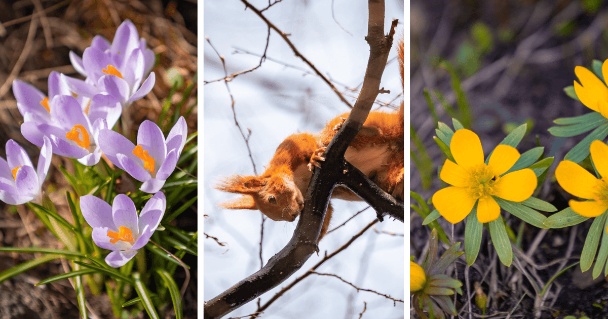 Wiosna jest tuż-tuż. Zajrzyjcie z nami do Ogrodu Botanicznego | MNÓSTWO ZDJĘĆ