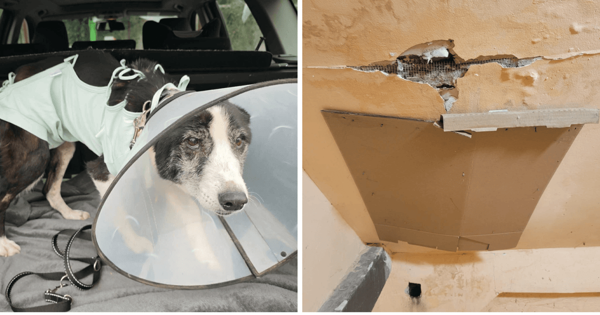 Zaczyna się remont w azylu Ekostraży. Stowarzyszenie szuka środków na kolejne etapy prac