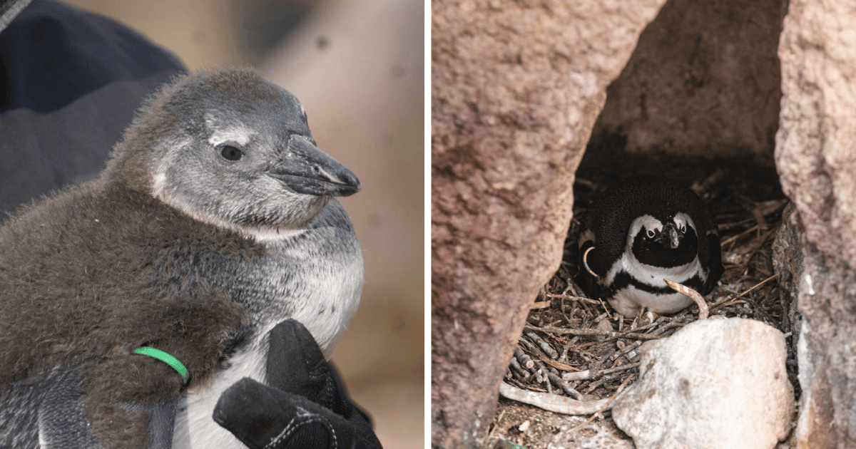 Wiosenne porządki u pingwinów we wrocławskim zoo | FILM, ZDJĘCIA
