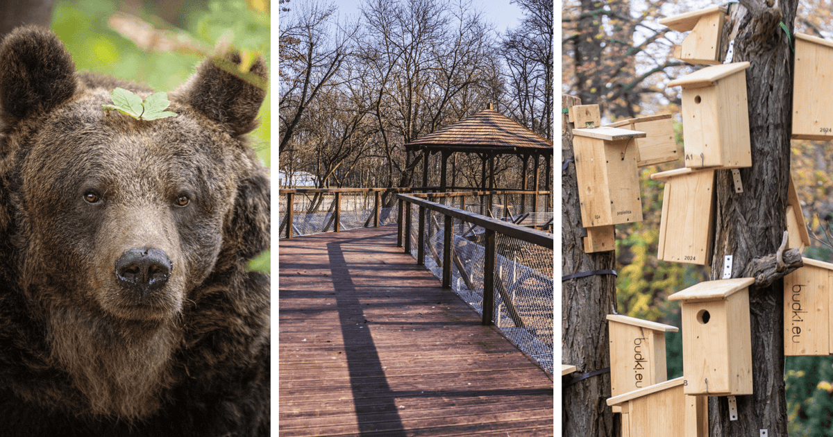 Stary niedźwiedź mocno śpi? Już nie! Trzy dni witania wiosny w ZOO