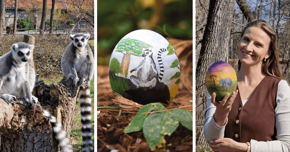 Kup strusie jajo i uratuj lemura. Licytacja olbrzymich pisanek w zoo
