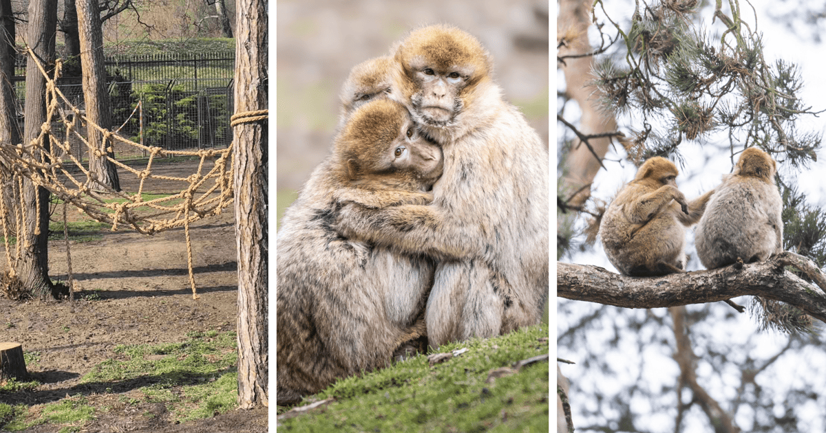 Wielkie zmiany u magotów we wrocławskim zoo. Mają park linowy i pagórki