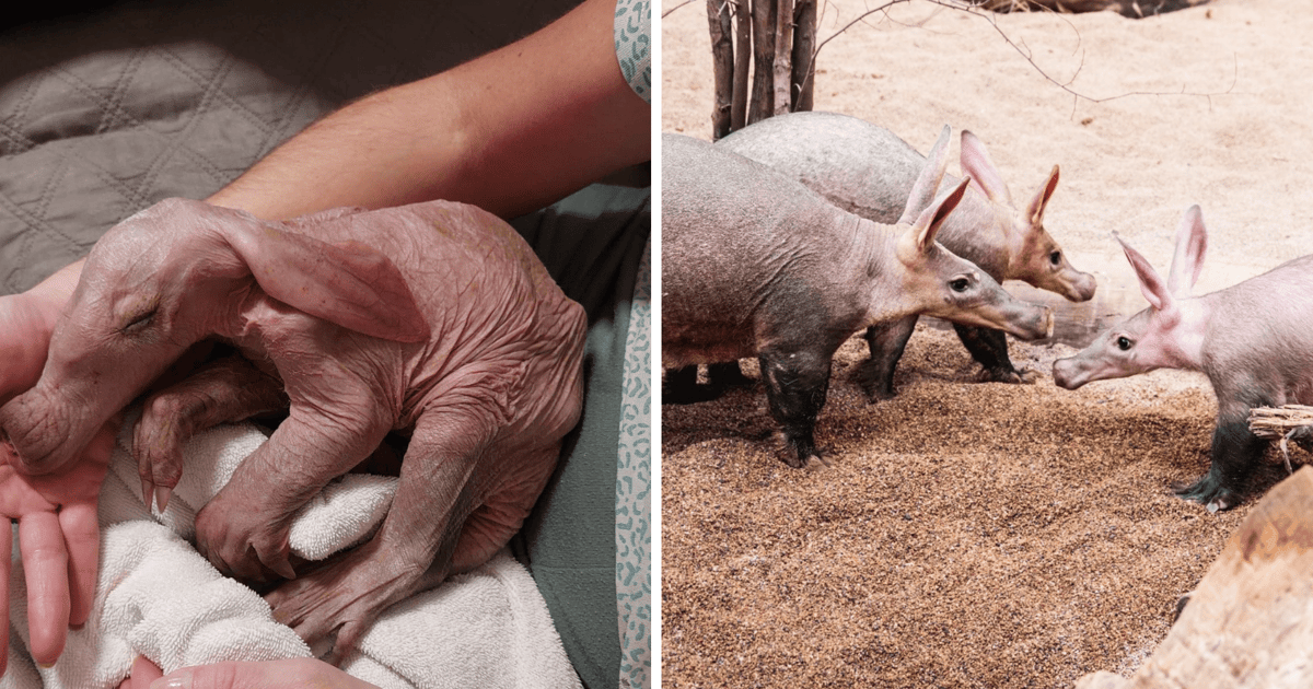 Nareszcie razem! Szczęśliwy finał historii małego mrównika | ZDJĘCIA