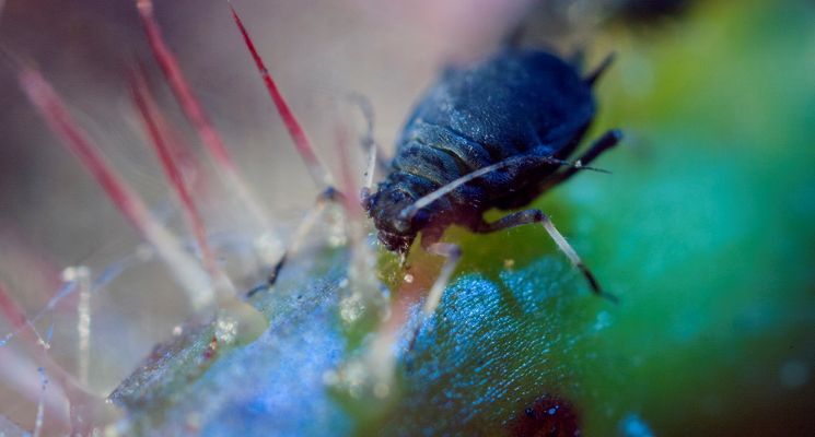 Plakat Maja Wolińska A DIFFERENT KIND OF ORDER